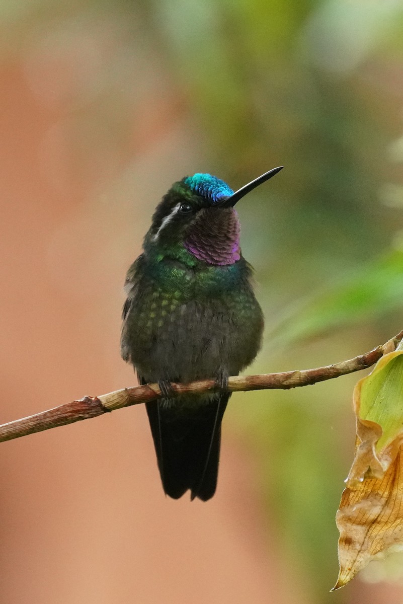 Purple-throated Mountain-gem - ML645916343