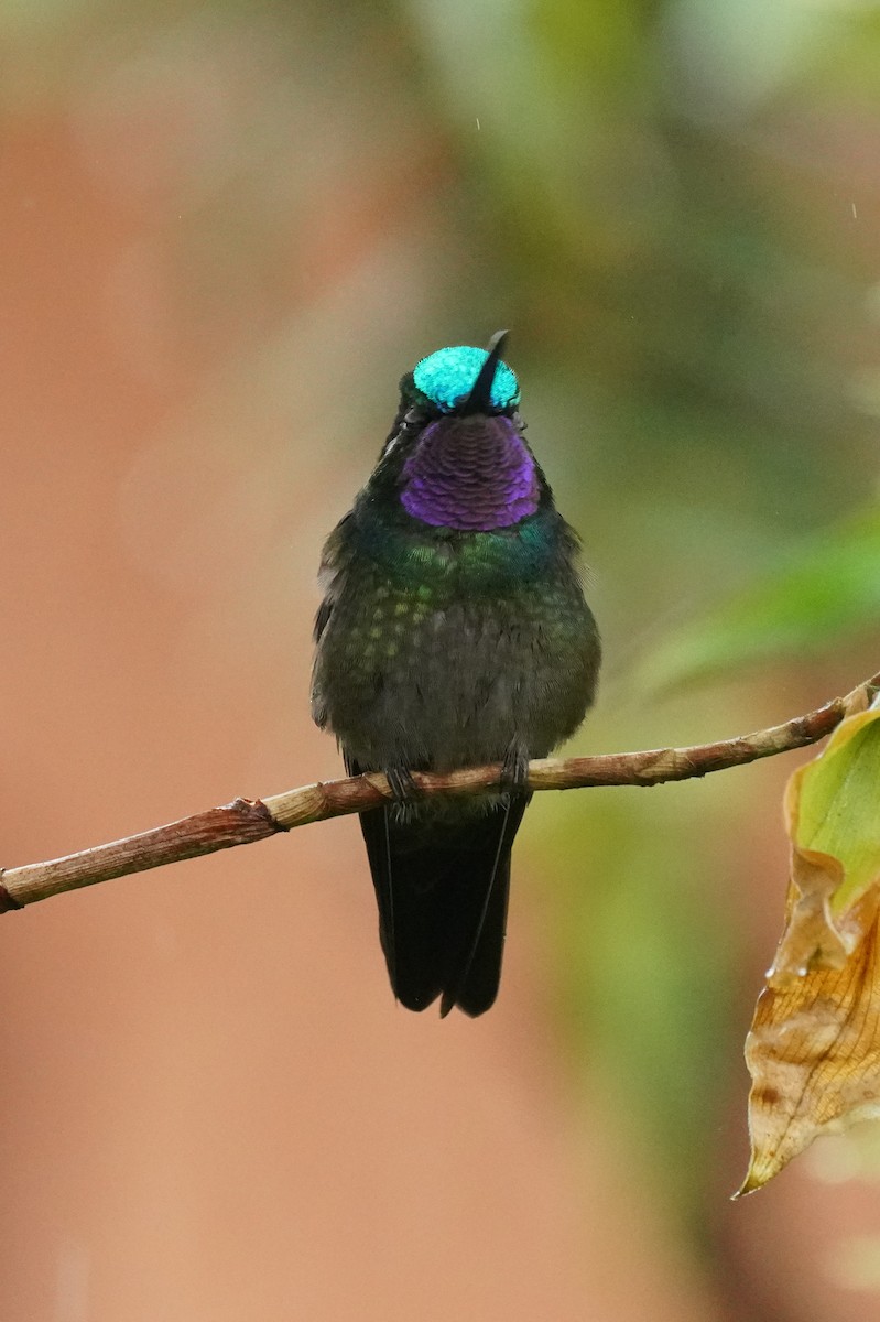 Purple-throated Mountain-gem - ML645916344