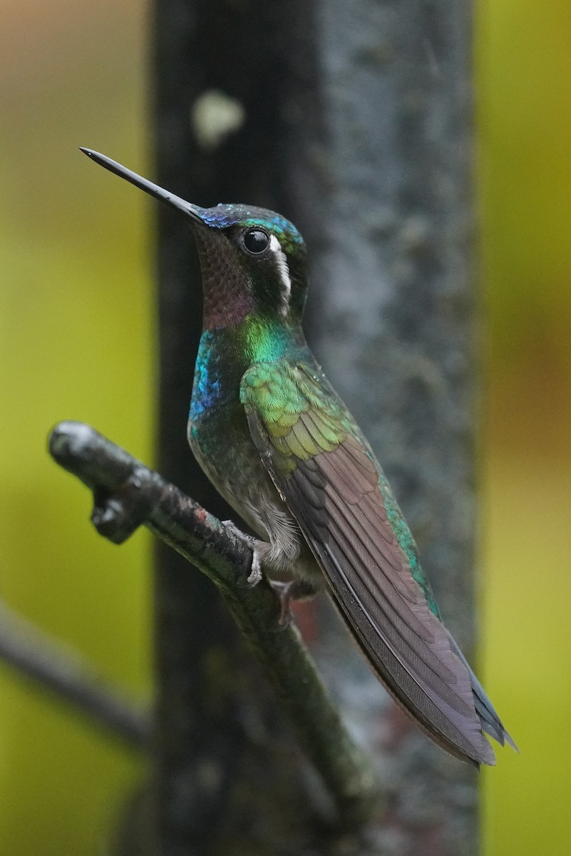 Purple-throated Mountain-gem - ML645916345