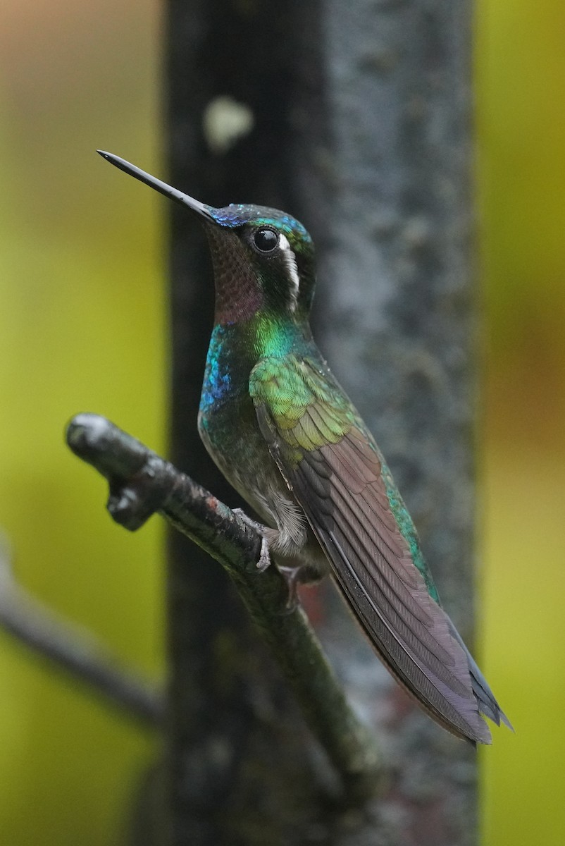 Purple-throated Mountain-gem - ML645916346