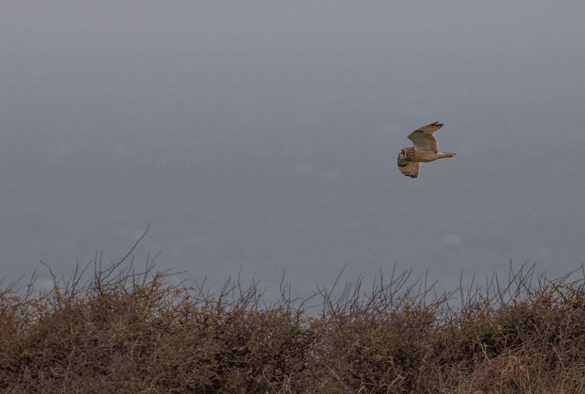 Short-eared Owl - ML645916354