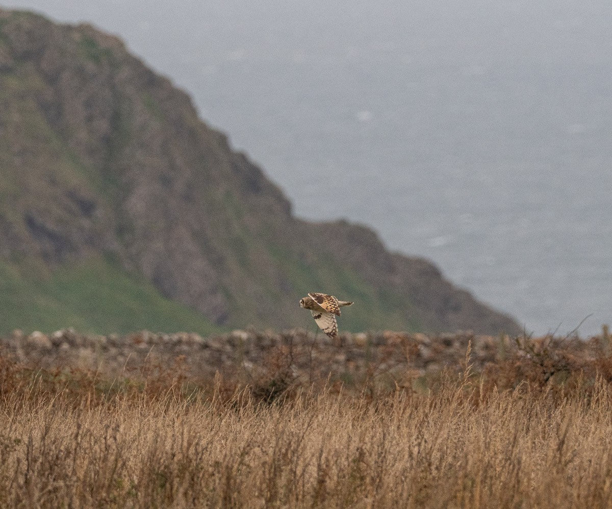 Short-eared Owl - ML645916355