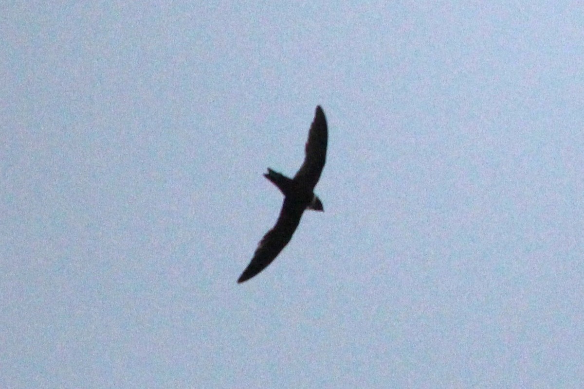 White-collared Swift - ML645916356
