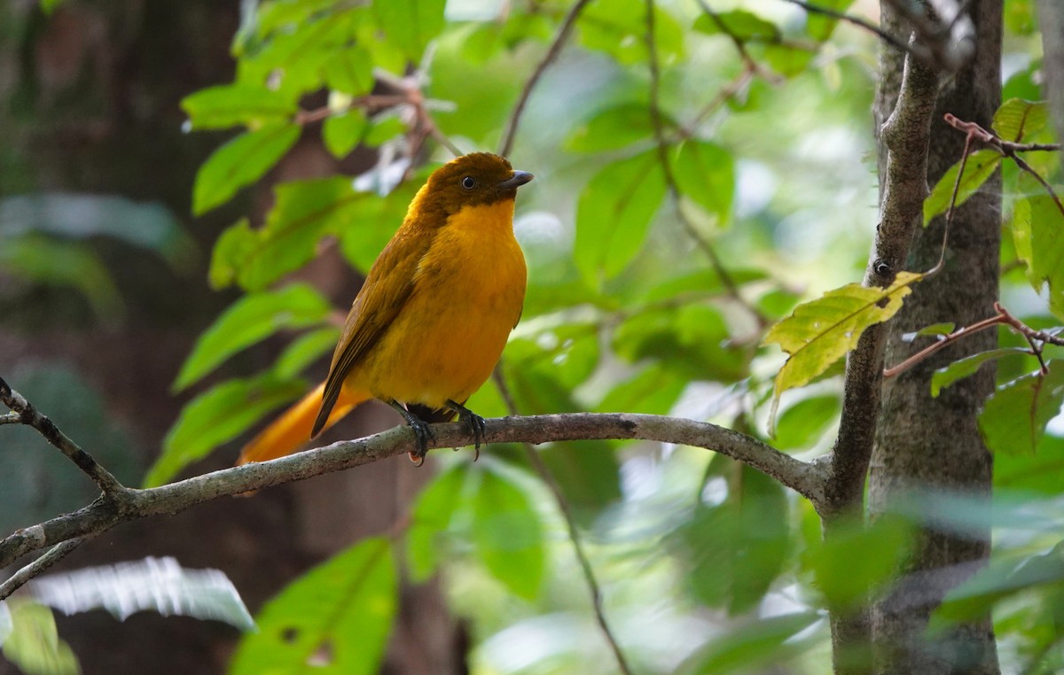 Golden Bowerbird - ML645916369