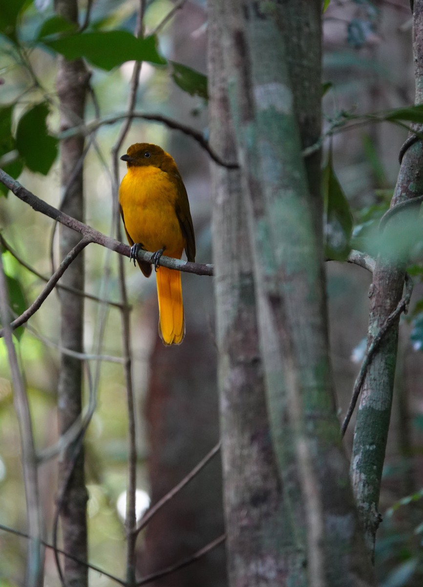 Golden Bowerbird - ML645916370