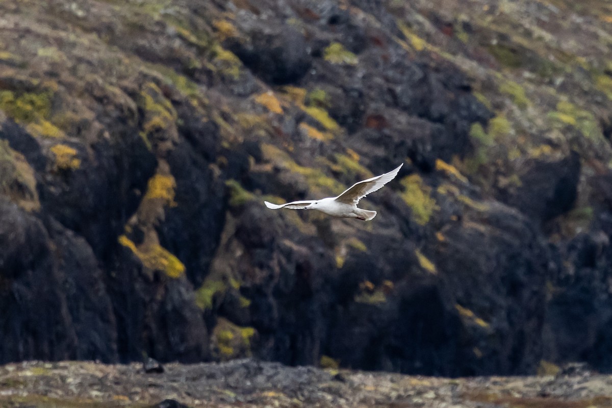 Gavión Hiperbóreo - ML645916374