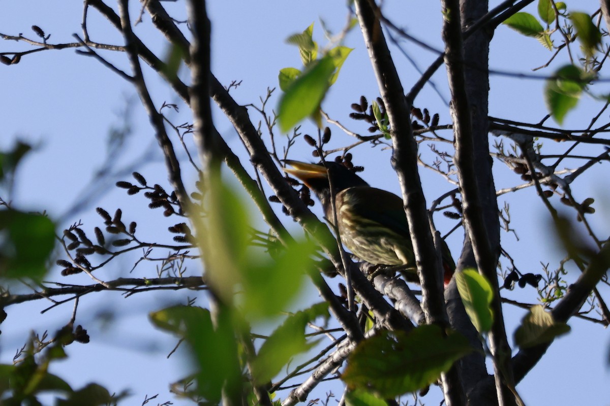 Great Barbet - ML645916375