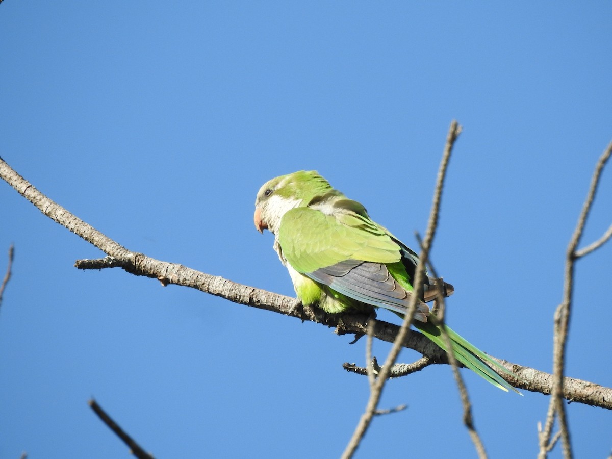 Калита сіроволий - ML645916377