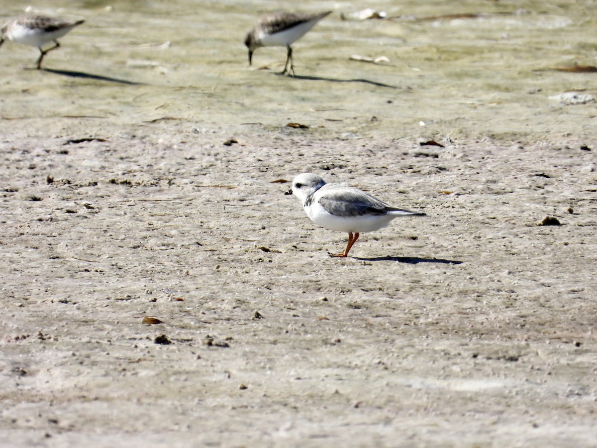 Piping Plover - ML645916379