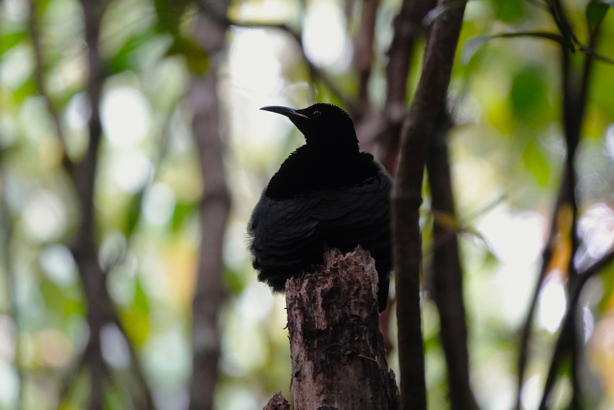 Victoria's Riflebird - ML645916380