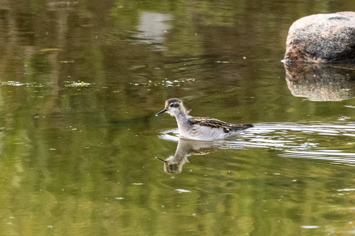 Red-necked Phalarope - ML645916383