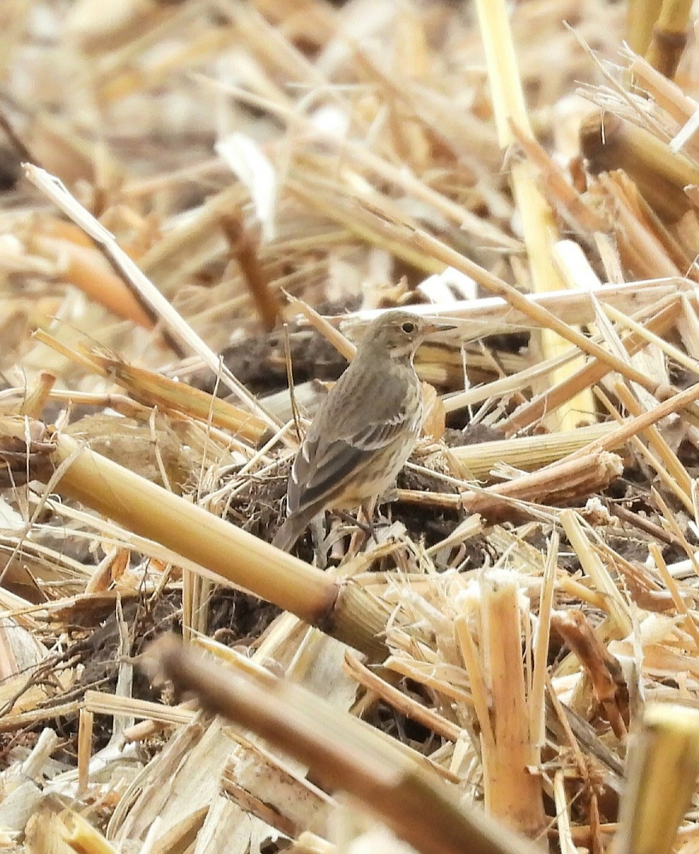 American Pipit - ML645916385