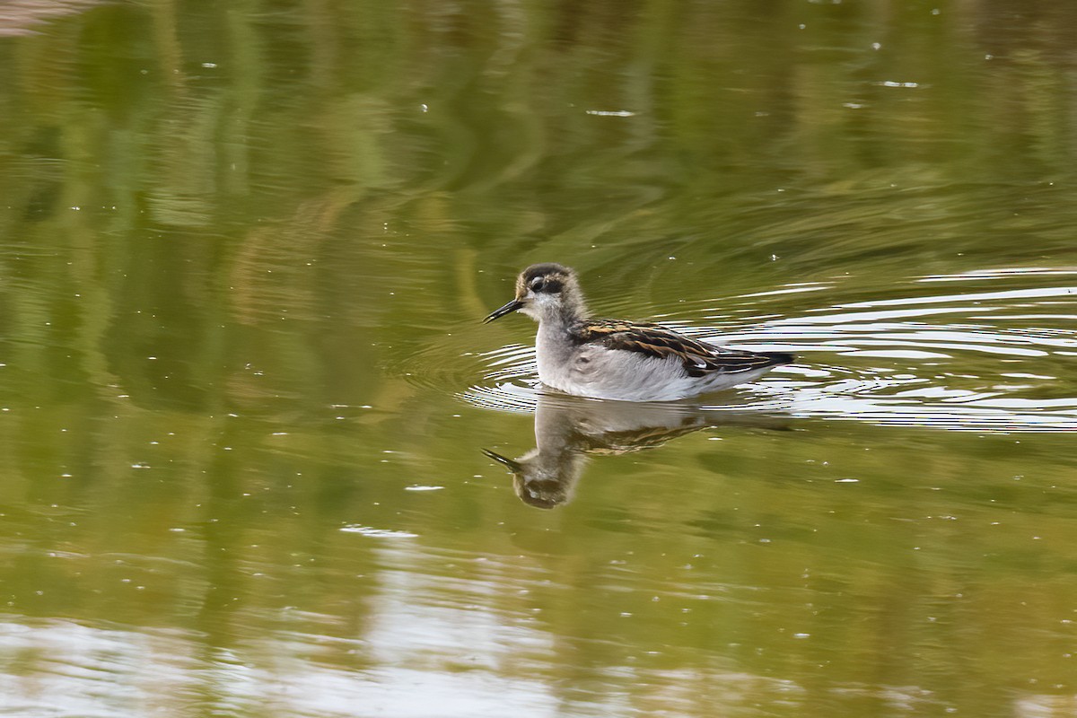 Red-necked Phalarope - ML645916391