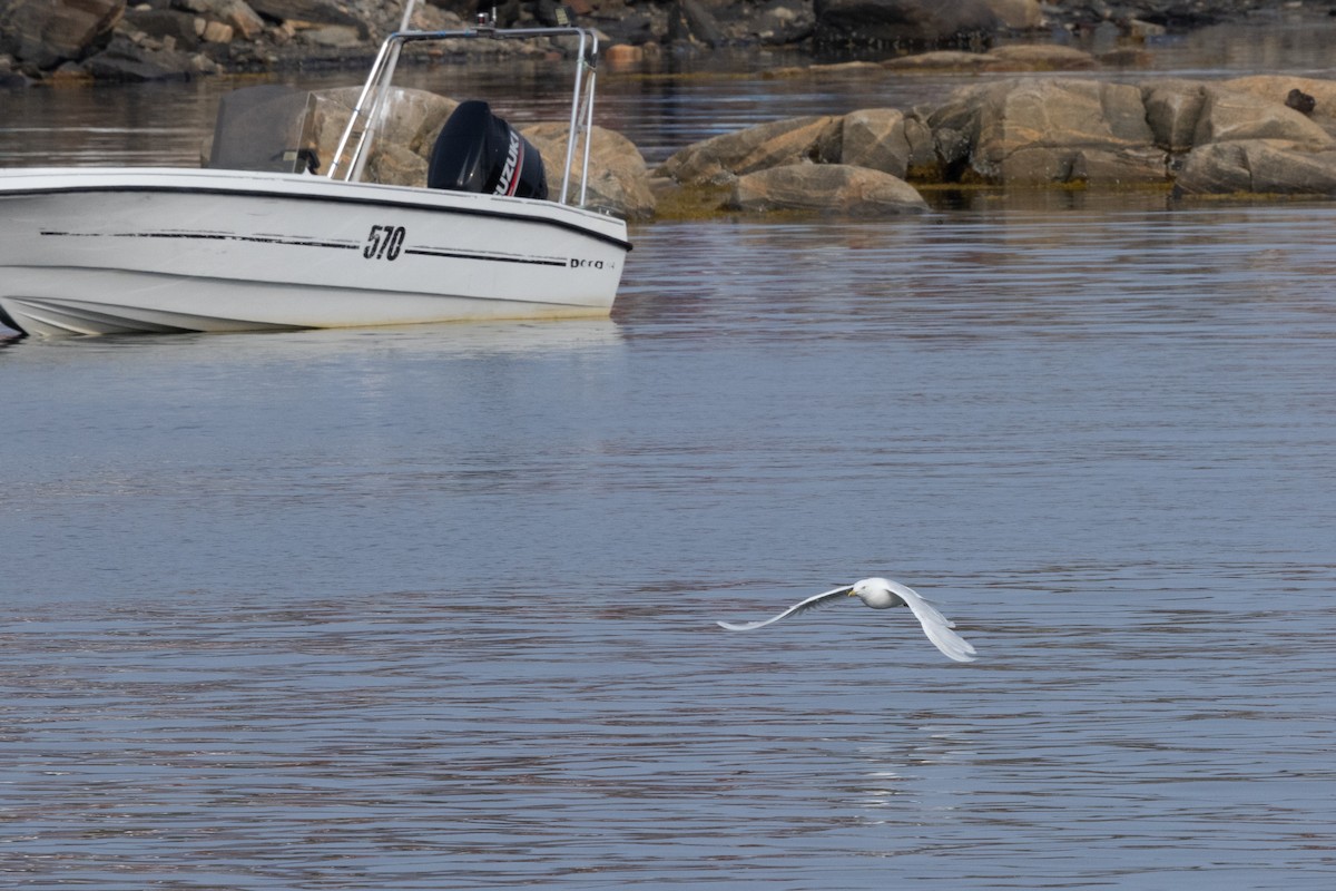 Gavión Hiperbóreo - ML645916402