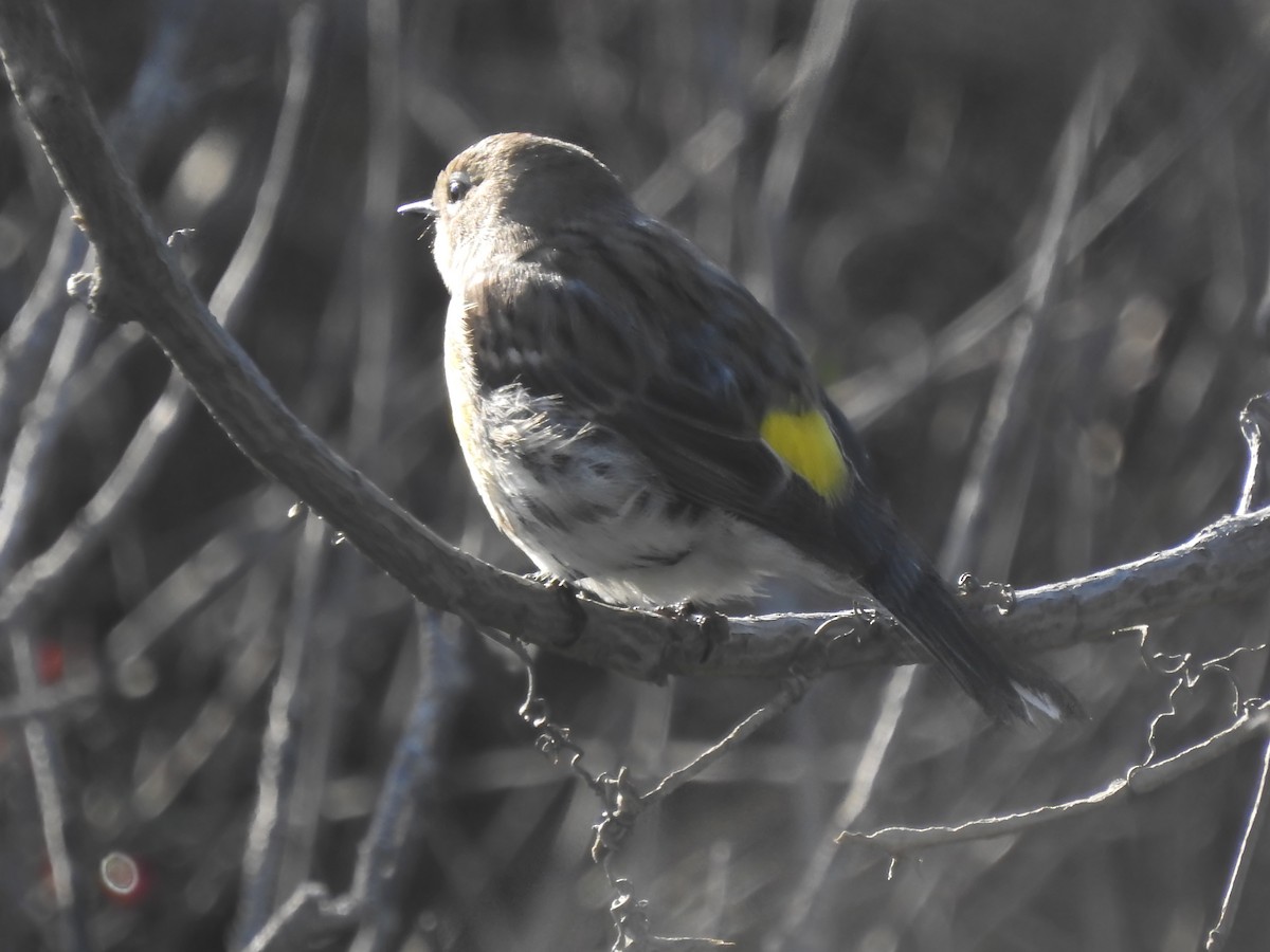 Yellow-rumped Warbler (Myrtle) - ML645916403