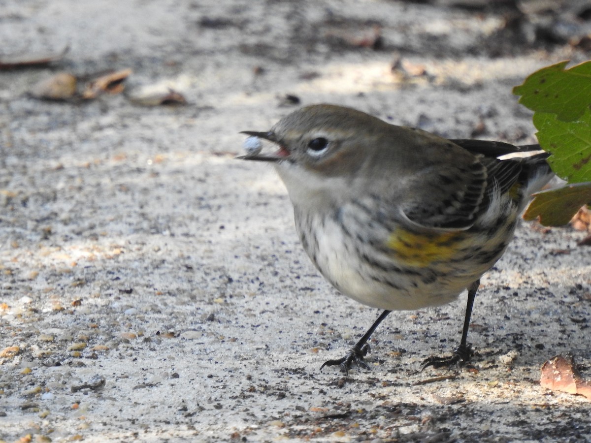 Yellow-rumped Warbler (Myrtle) - ML645916405