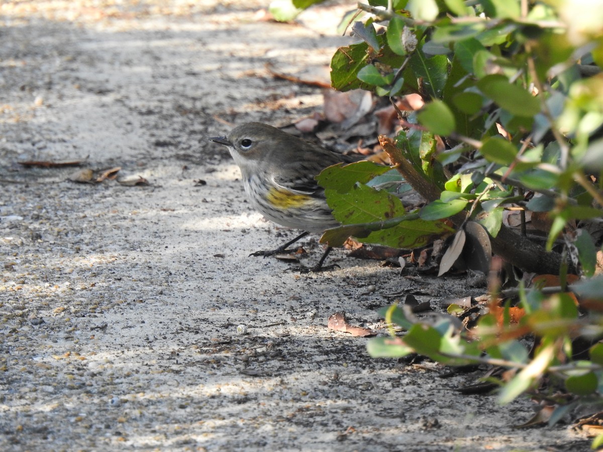 Yellow-rumped Warbler (Myrtle) - ML645916406