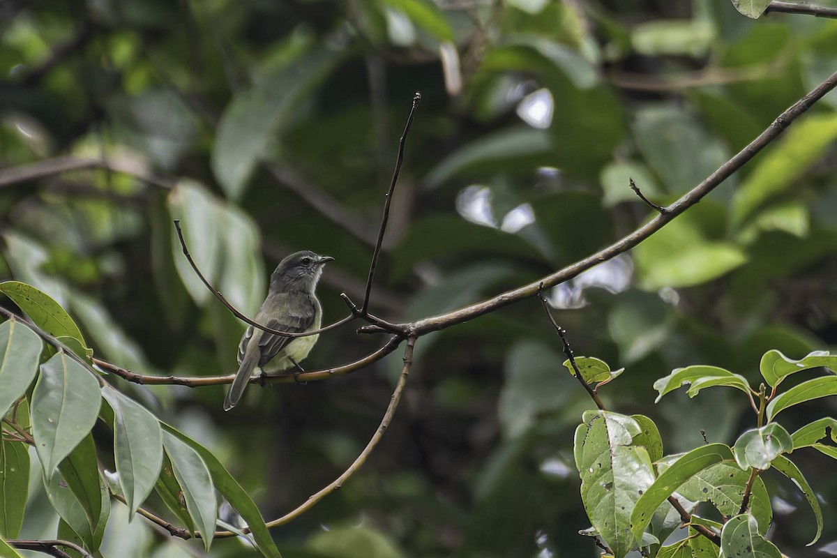 Sooty-headed Tyrannulet - ML645916408