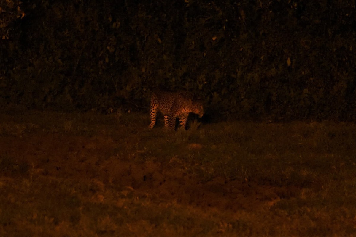 African Leopard - ML645916414