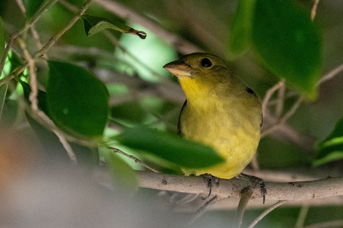 Scarlet Tanager - ML645916415