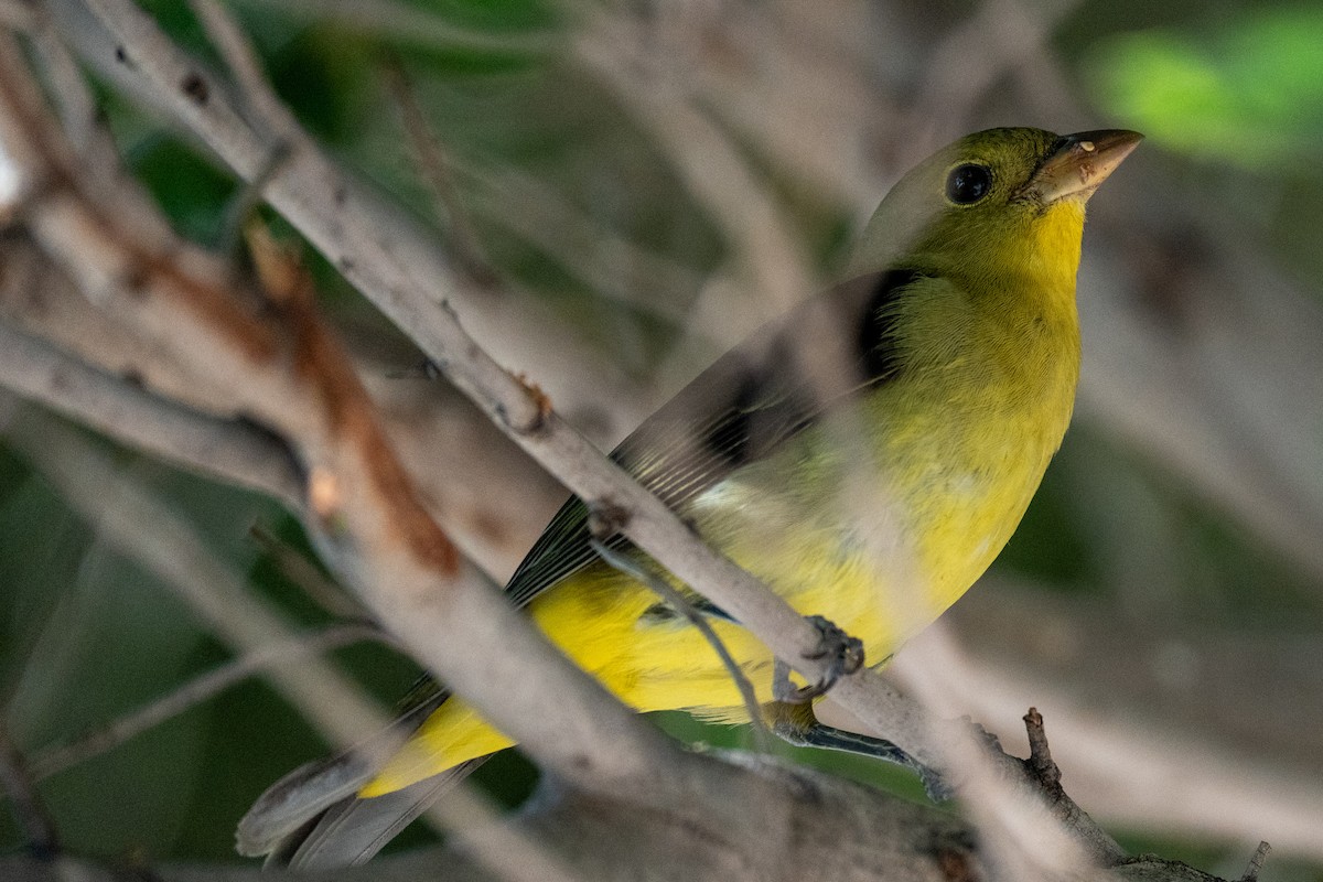 Scarlet Tanager - ML645916417