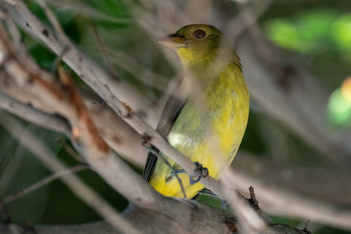 Scarlet Tanager - ML645916418