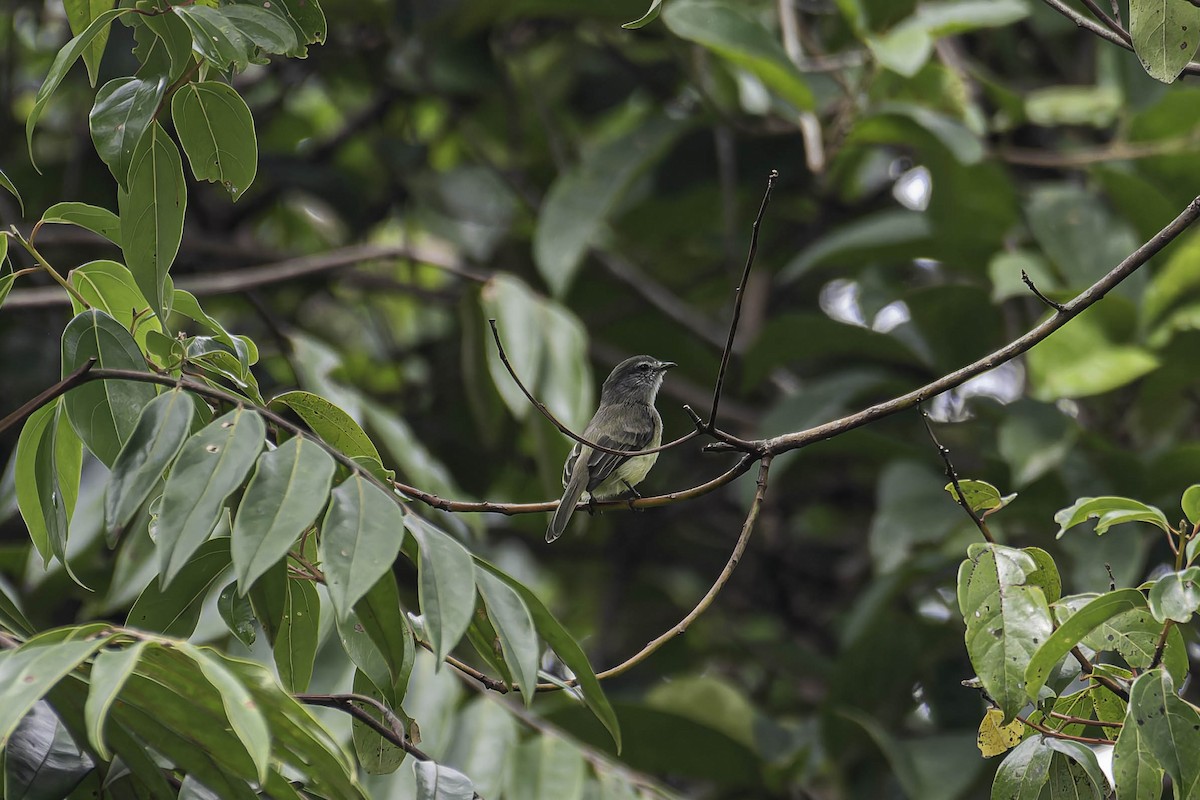 Sooty-headed Tyrannulet - ML645916419