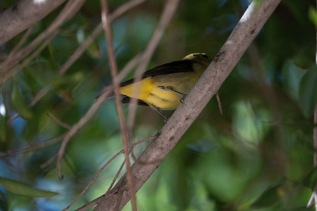 Scarlet Tanager - ML645916420