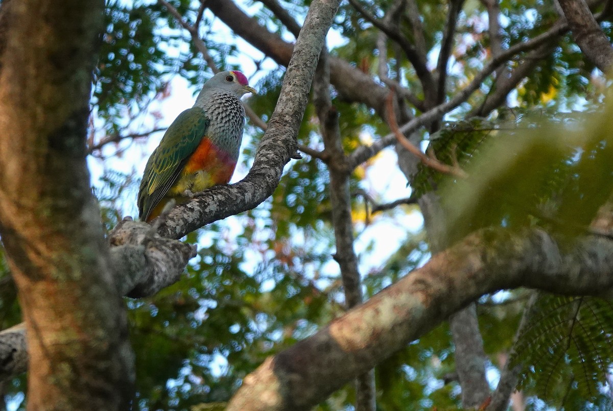 Rose-crowned Fruit-Dove - ML645916421