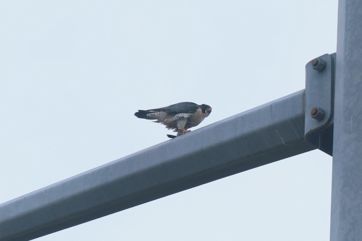 Peregrine Falcon - ML645916439