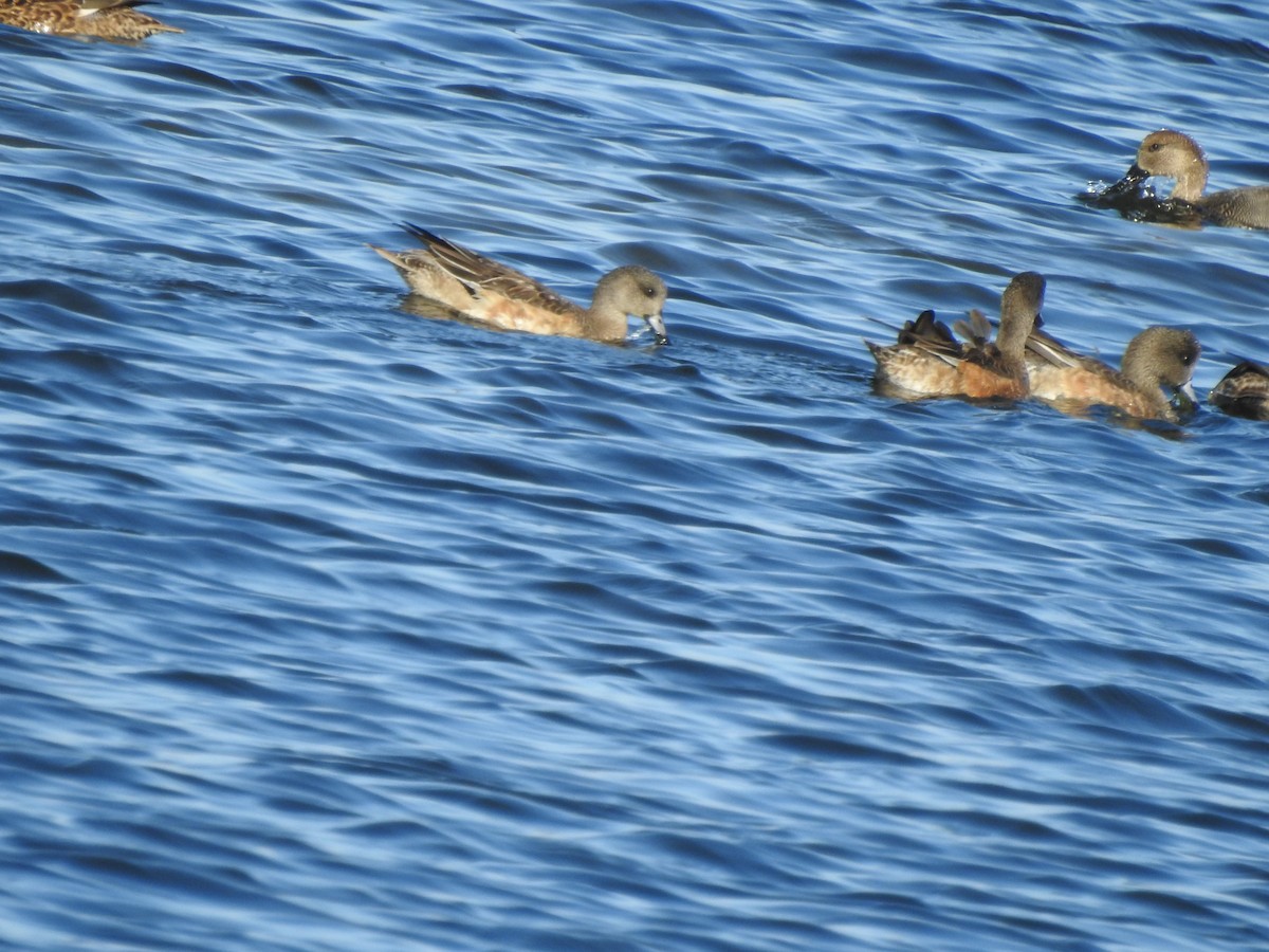 American Wigeon - ML645916453