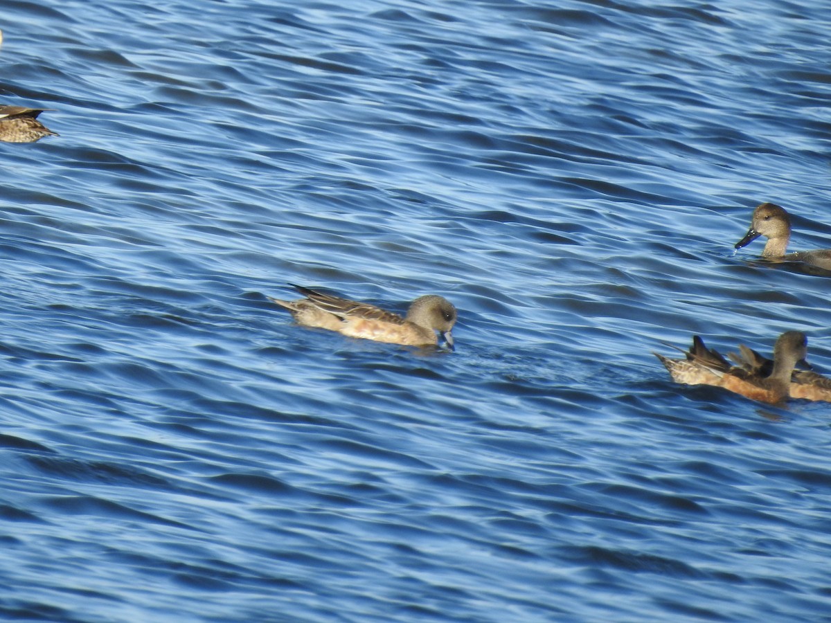 American Wigeon - ML645916455