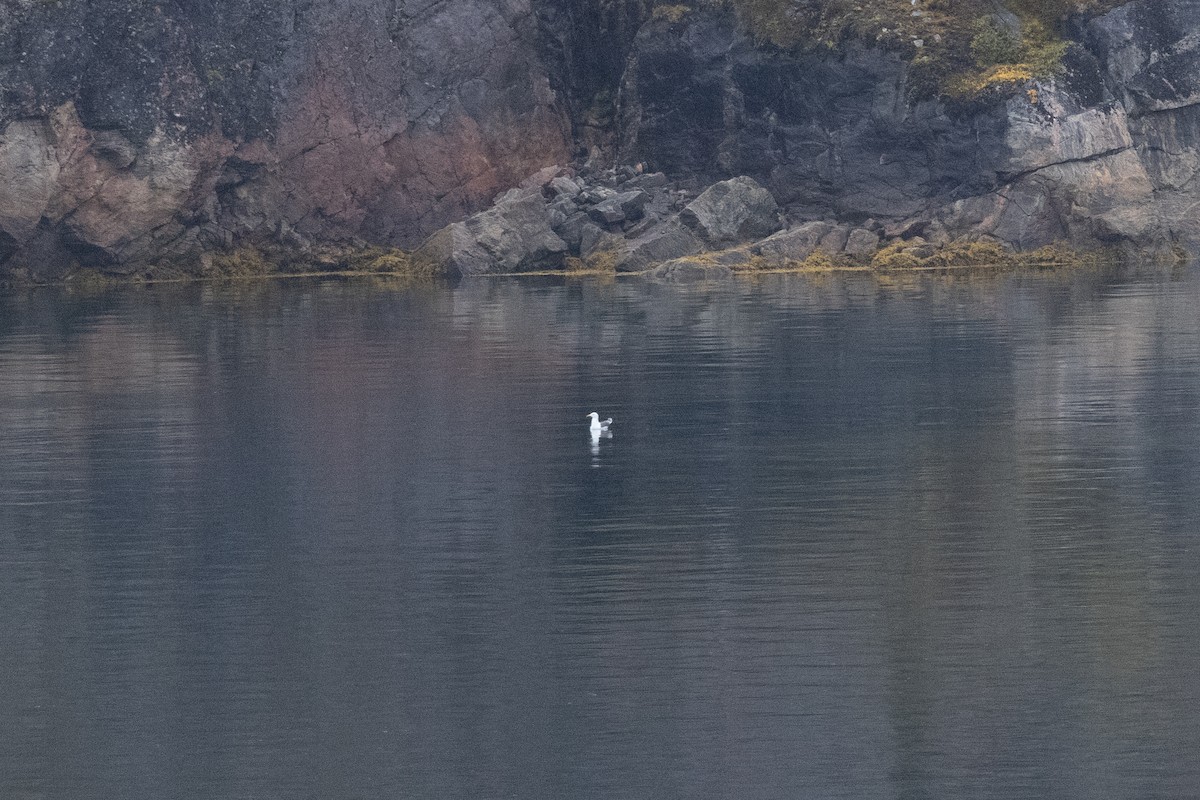 Gavión Hiperbóreo - ML645916459