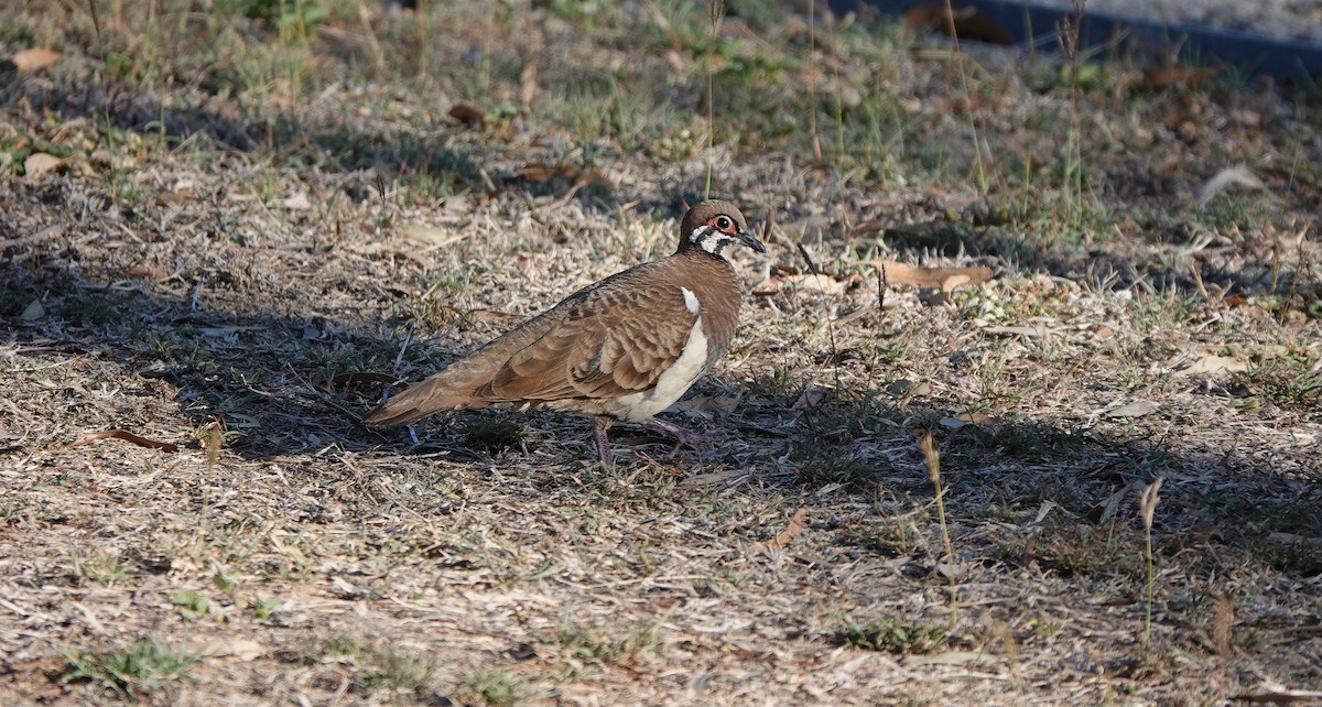 holub písmenkový - ML645916462