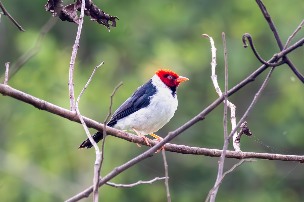 キバシコウカンチョウ - ML645916466