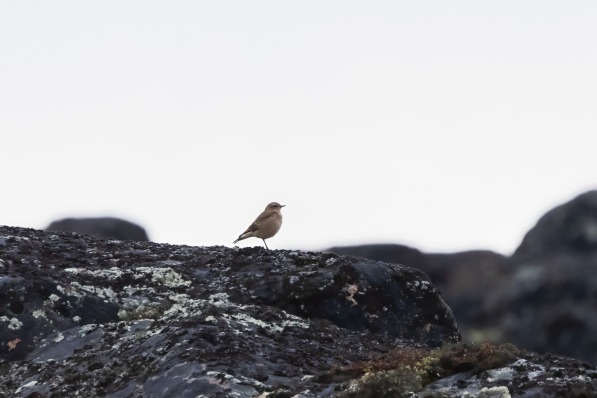 Northern Wheatear (Greenland) - ML645916469