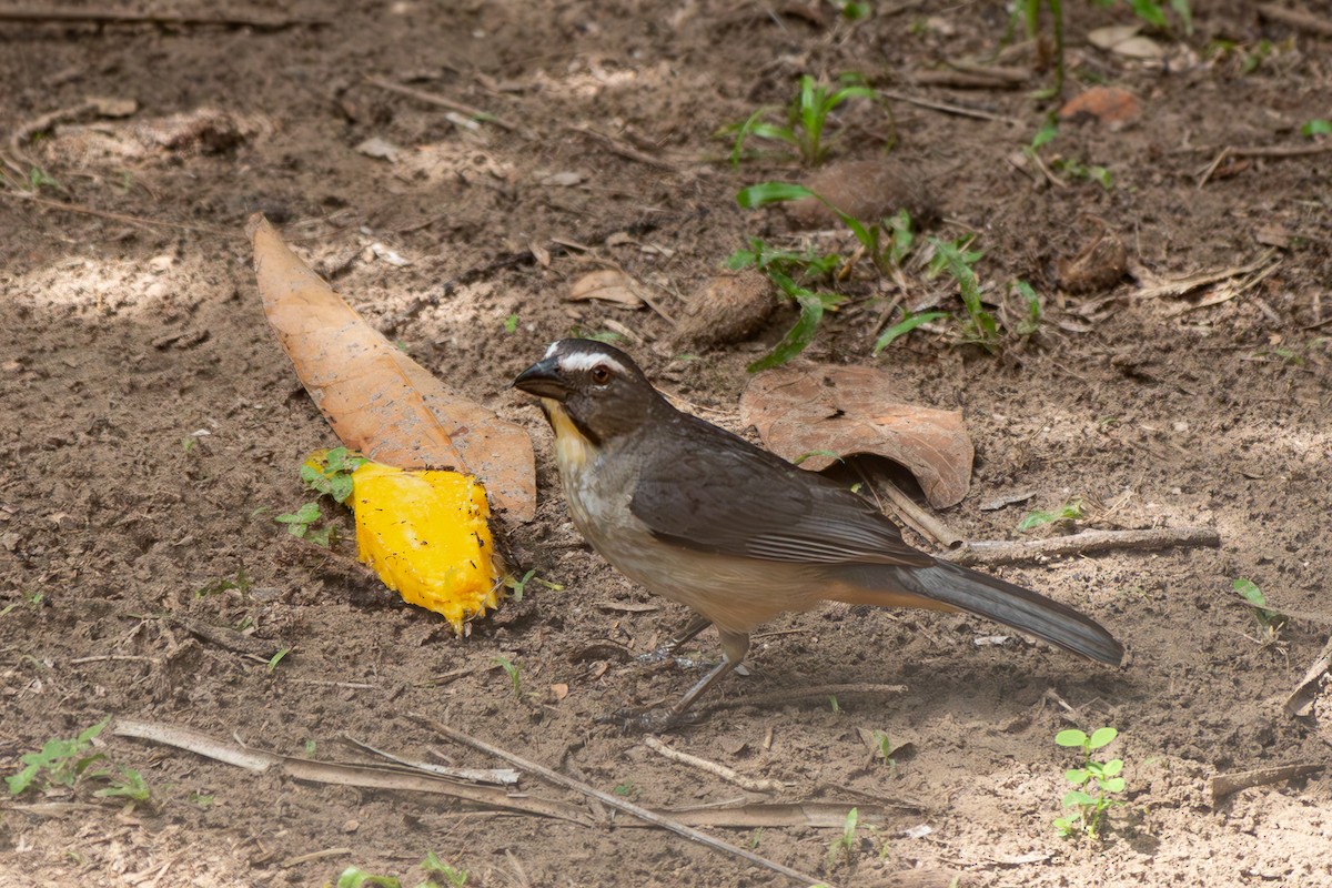 Bluish-gray Saltator - ML645916470