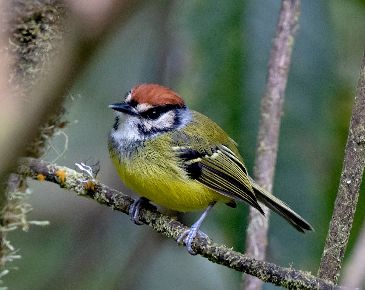 Rufous-crowned Tody-Flycatcher - ML645916472