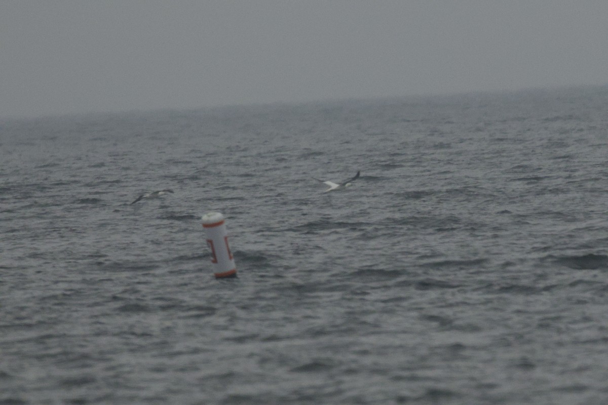 Northern Gannet - ML645916474