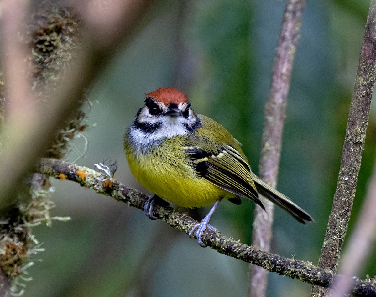Rufous-crowned Tody-Flycatcher - ML645916476