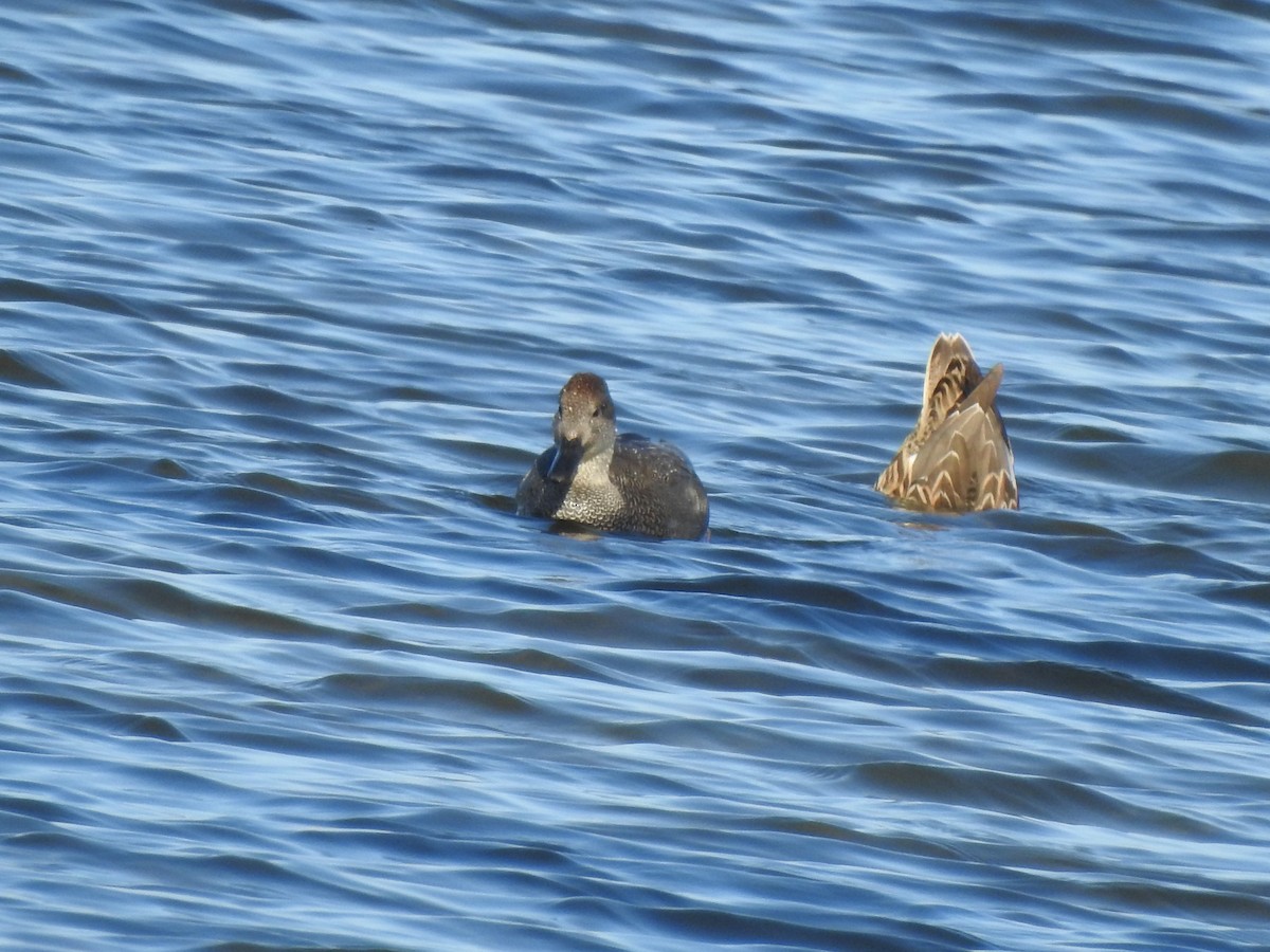 Gadwall - ML645916486