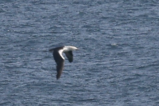 Northern Gannet - ML645916492