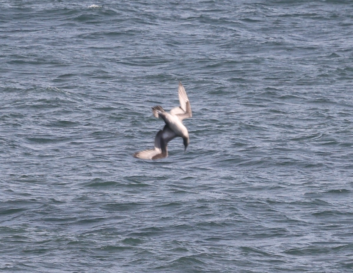 Northern Gannet - ML645916493