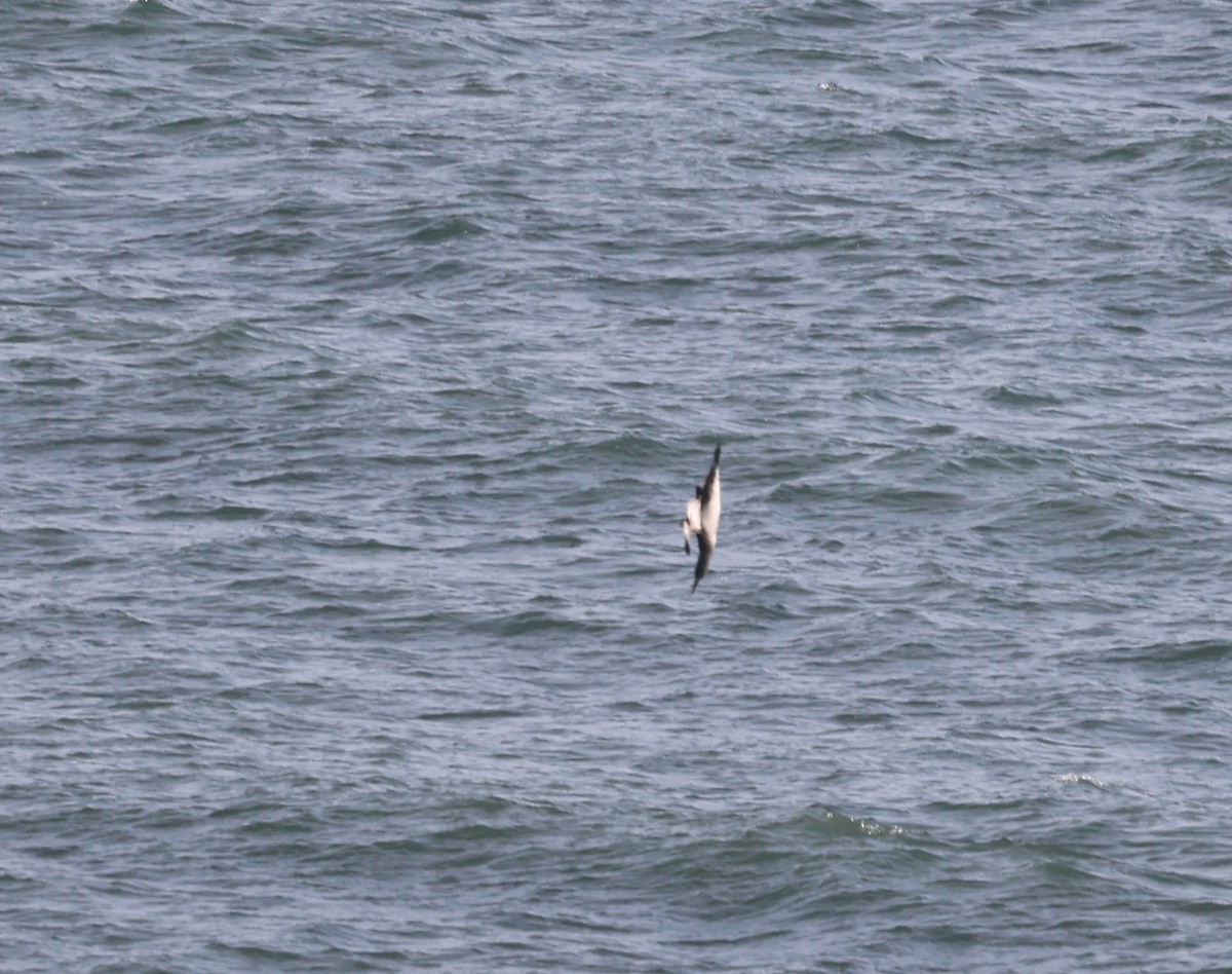 Northern Gannet - ML645916494