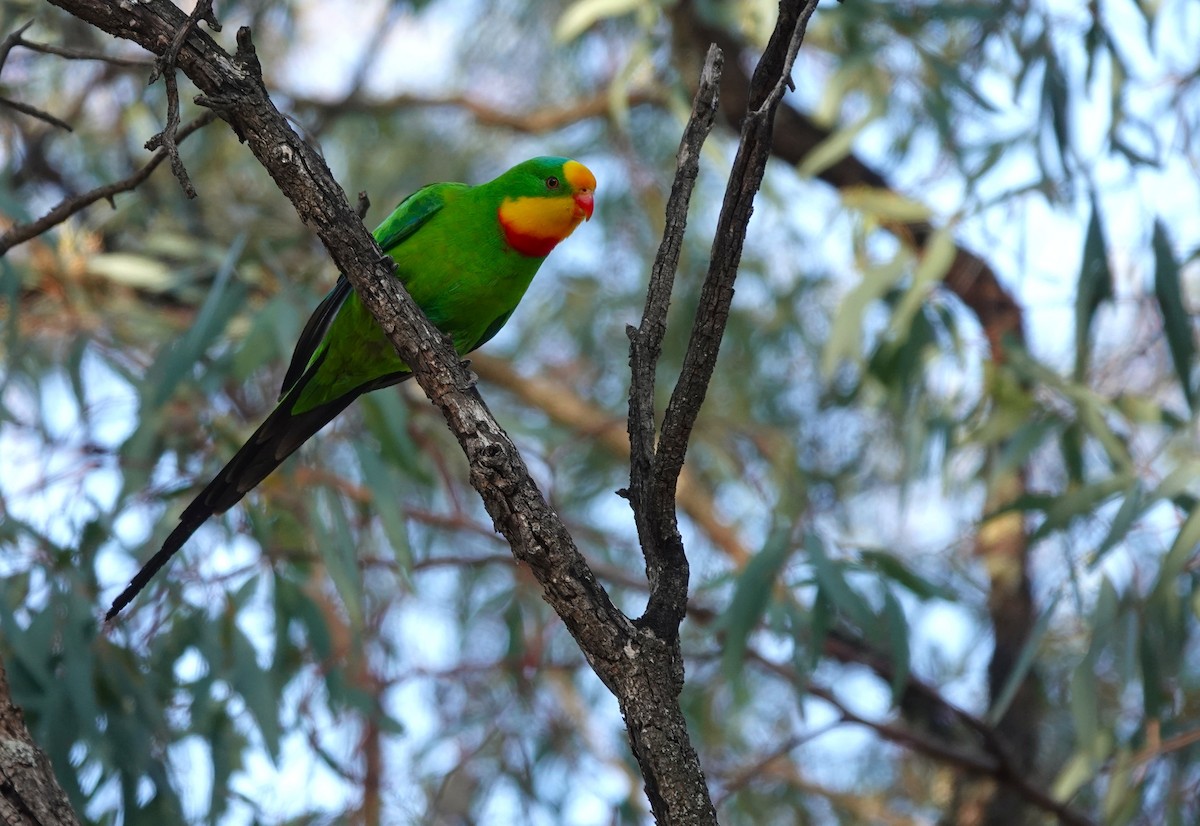 Superb Parrot - ML645916496