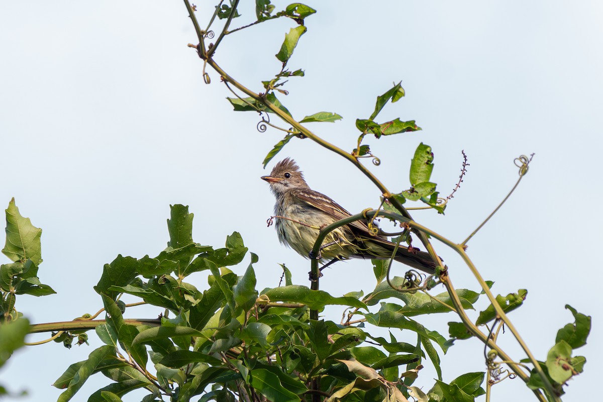 オオシラギクタイランチョウ - ML645916497