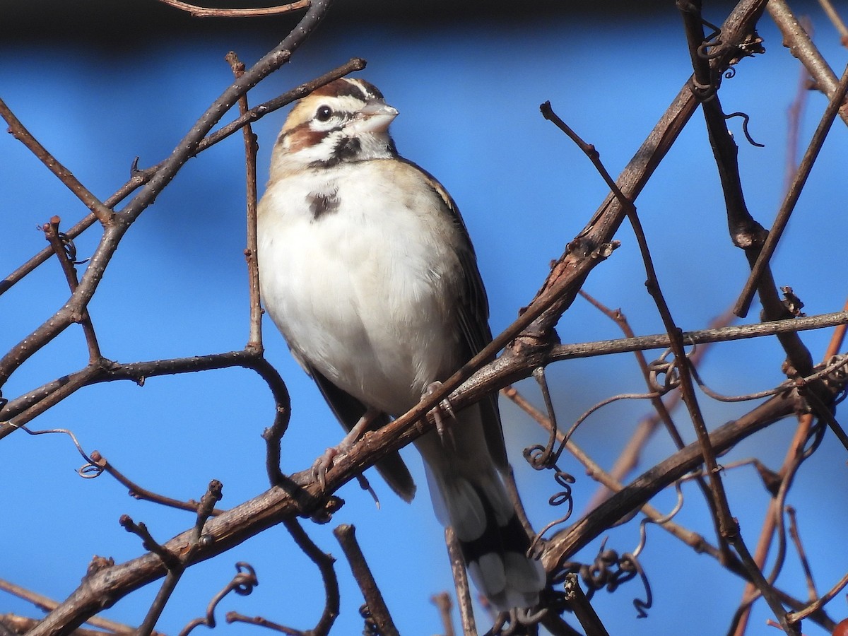Lark Sparrow - ML645916498