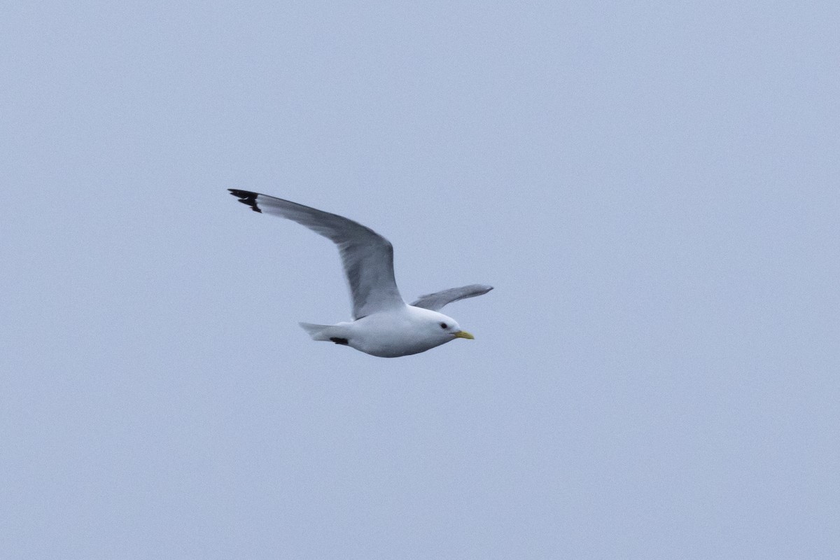 Black-legged Kittiwake - ML645916500