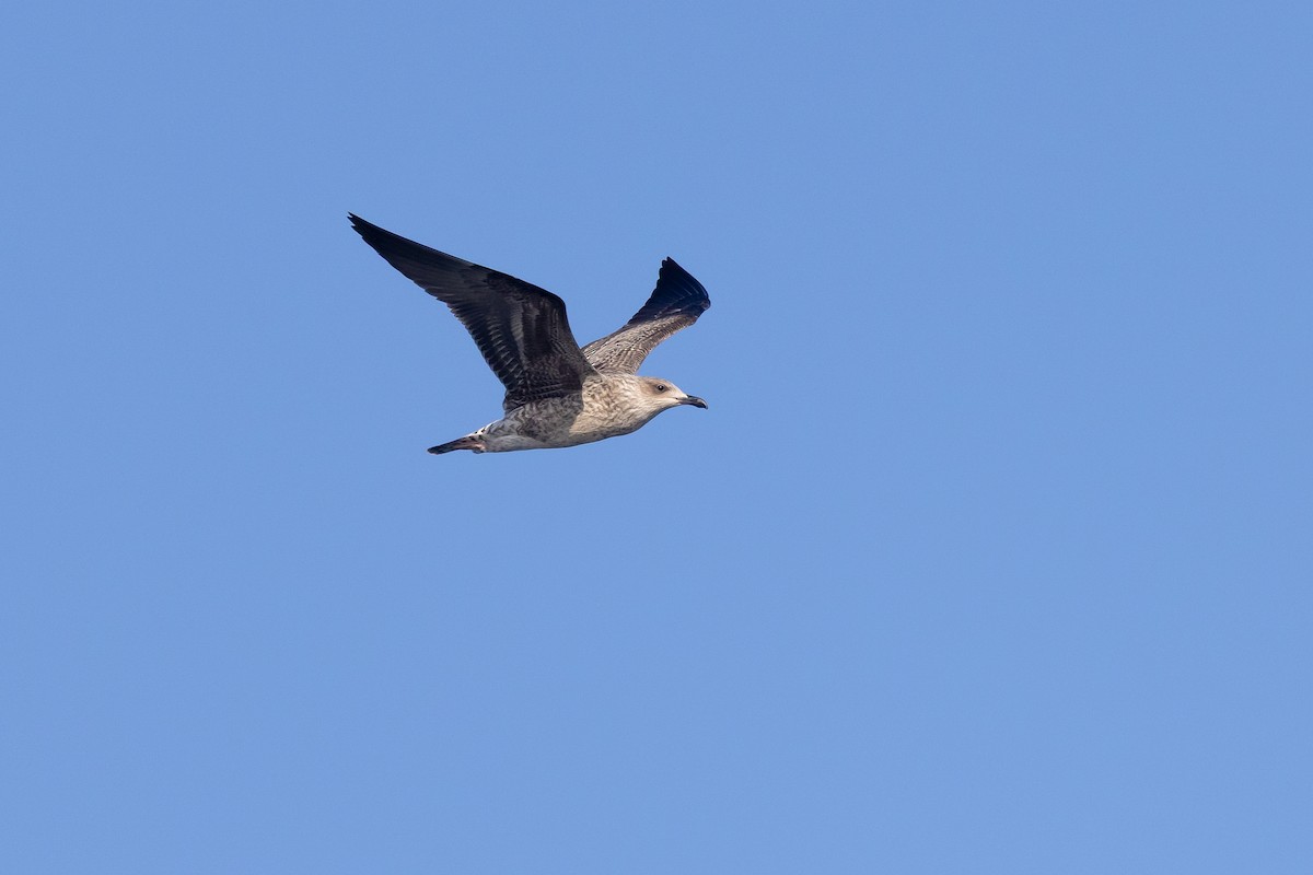 Lesser Black-backed Gull - ML645916503