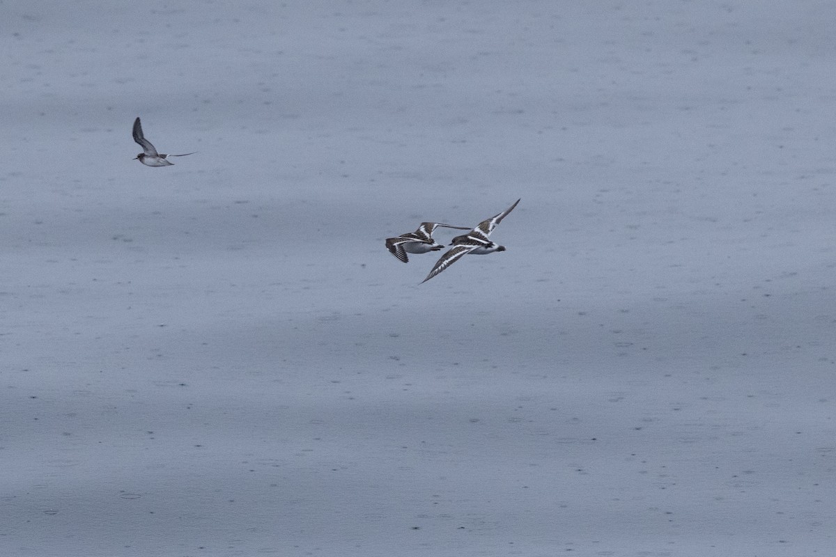 Red-necked Phalarope - ML645916509